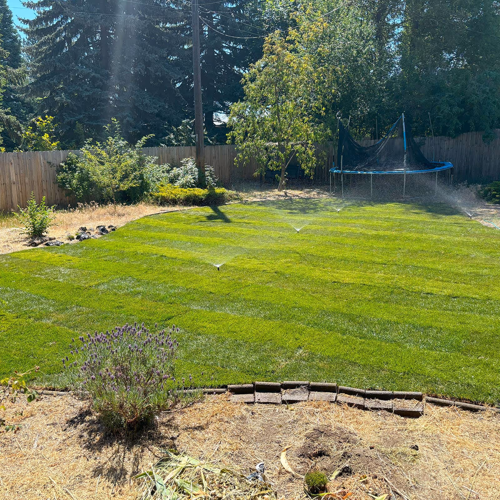 Fertilization and weed control program in Spokane